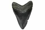 Juvenile Megalodon Tooth - South Carolina #368686-1